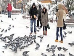 Kuğulu sakinlerine karda yem dopingi