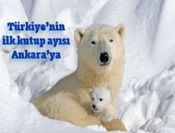 Türkiye'nin ilk kutup ayısı olacak