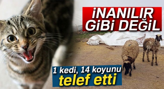 1 kedi, 14 koyunu telef etti