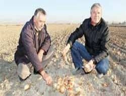 Rusya alımı durdurdu 500 bin ton soğan tarlada kaldı