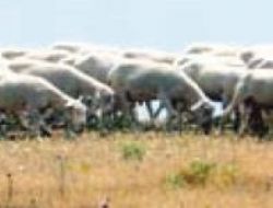 Üç yerli hayvan ırkına koruma