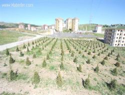Altındağ'da Bir Ayda 5 Bin Ağaç Dikildi