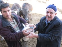 Çubuk'ta Kurbanlık Satışları Başladı 