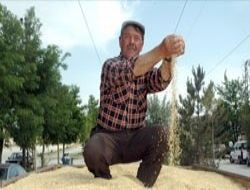 Araziler kaliteli tohumla büyüdü