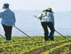 Çiftçi borç ekti, haciz biçiyor