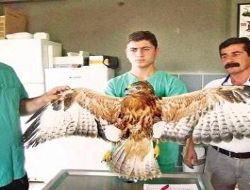 Yırtıcı Kuşlara halka