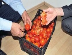 Etimesgut zabıtası hormon avına çıktı