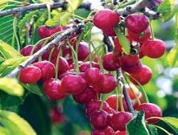 Kiraz üretiminde yüzde 30 artış