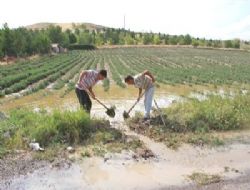 Başkent'te Yaz Ortasında Yağan Sağanak Çiftçiyi Vurdu