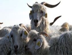 Ankara keçisi kıymete bindi