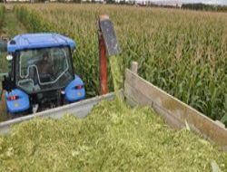 Anıza ekim yöntemiyle çiftçiler daha kârlı