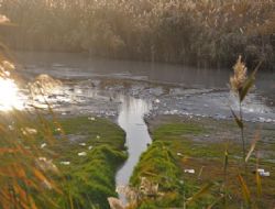 Mogan'ı kirleten bedelini ödeyecek