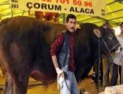 Ovacık'ta araba fiyatına dana
