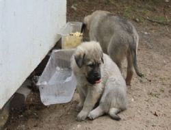 Yavru köpeklere yardım çağrısı