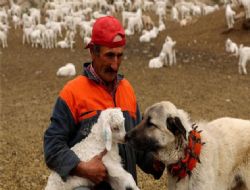 Bir keçiden 4 kilo tiftik