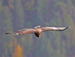 Kızılcahamam'ın kara akbabaları koruma altında