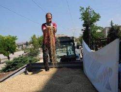 Yılın ilk arpası 5 TL