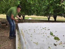 Ayaş dutu tezgahlarda yerini aldı