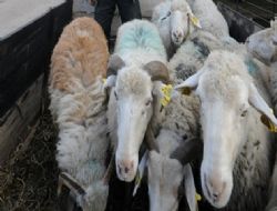 Valilik'ten kurban genelgesi