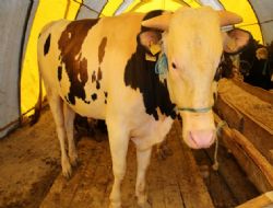 900 kiloluk ‘servet'