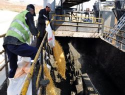 Bozuk mısırlara imha operasyonu