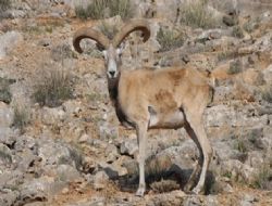 Nallıhan'a uyum sağladı