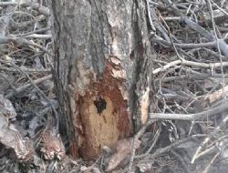 Eymir'de yeni ağaç tartışması