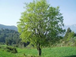 Bir ton kağıt 17 ağaca denk