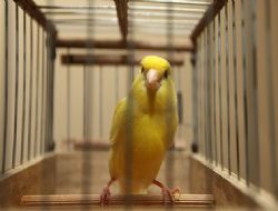 Nazım'da kuş sesleri