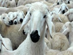 Açık artırmayla koyun sütü