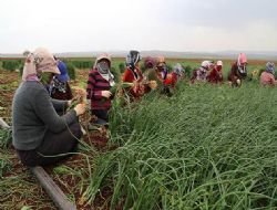 Tarımda istihdam işsizliği azalltı