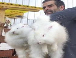 Ankara'da nesli tükendi