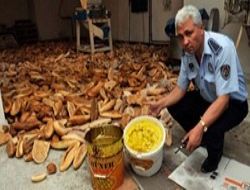 Küflü ekmek nerede kullanılıyor?