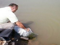 20 bin aynalı sazan