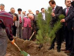 Ankara-Denizli yolu yeşilleniyor
