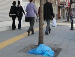 Çöp kutusu yok ağaç kökü var