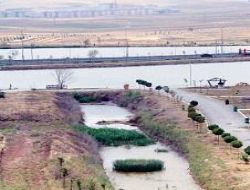 Hayali neydi, ne hale geldi