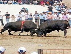 Hayvan döğüşü yasaklansın!