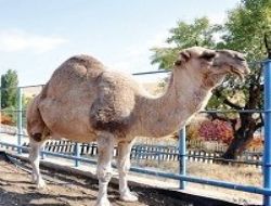 ‘Ölüme bilete' kapatma raporu