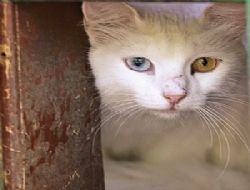 Meclis'e yeniden ‘kedi' gelecek