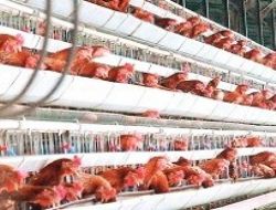 Tavukçuluk sektörü masaya yatırılıyor