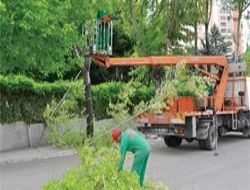 Kuş yuvalarına budama darbesi