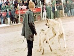 Köpek dövüşüne suç duyurusu