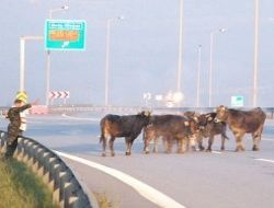 Hayvan hırsızlığına karşı sert önlemler