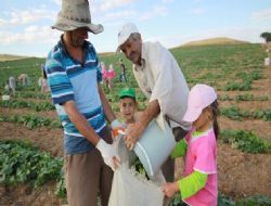 ‘Yeşil altın'da hasat zamanı