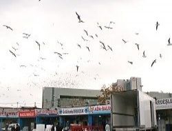 Denizsiz Başkent'in göçmen martıları