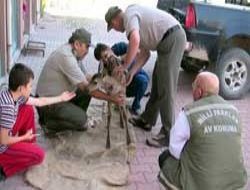 Yavru geyiğe köpekler saldırdı