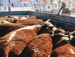 Hayvan ithalatında vergi düşürüldü