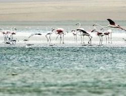 Türkiye kuşlara ev sahipliği yapıyor