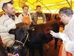 Kurbanlık alırken bunlara dikkat edin